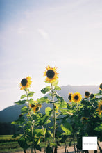 画像をギャラリービューアに読み込む, FUJIFILM CARDIA SUPER28WP【完動品】