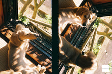 画像をギャラリービューアに読み込む, OLYMPUS PEN F【レア❗️】【完動品】状態◎ ハーフカメラ