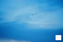 画像をギャラリービューアに読み込む, JCPenney Multi-Coated Optics 28mmF2.8(OMマウント)【完動品】【実写済み❗️】