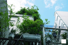 画像をギャラリービューアに読み込む, Canon Power Shot A1000IS【完動品】【美品❗️】▪️オールドコンデジ▪️デジタルカメラ