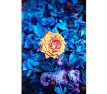 画像をギャラリービューアに読み込む, Lomo Chrome Purple100-400(35mmフィルム) カラーネガフィルム 36枚撮り