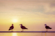 画像をギャラリービューアに読み込む, FUJIFILM Velvia50(35mmフィルム)ポジ・リバーサルフィルム 24枚撮り 【期限切れ】