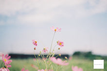 画像をギャラリービューアに読み込む, Canon EOS7【完動品】2本レンズ付き❗️