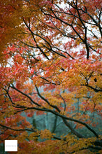 画像をギャラリービューアに読み込む, Carl Zeiss 135mmF2.8MMJ Y/Cマウント CONTAX S2やAria用❗️【完動品】