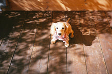 画像をギャラリービューアに読み込む, Kodak ULTRA MAX 400 35mmフィルム🎞️24枚撮り✨カラーネガ|温かみあるブルー