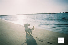 画像をギャラリービューアに読み込む, OLYMPUS TRIP AF【完動品】