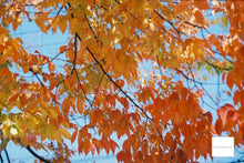 画像をギャラリービューアに読み込む, OLYMPUS OM-2N 宇宙の星空🌐🚀【完動品】