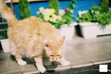 画像をギャラリービューアに読み込む, MINOLTA PANORAMA ZOOM135【完動品】