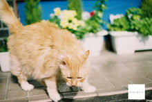 画像をギャラリービューアに読み込む, MAMIYA NC1000S スカイブルー🐬【完動品】【実写済み❗️】