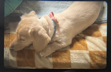 画像をギャラリービューアに読み込む, MAMIYA NC1000S スカイブルー🐬【完動品】【実写済み❗️】