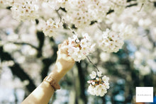 画像をギャラリービューアに読み込む, Canon EOS Kiss IIIL【完動品】