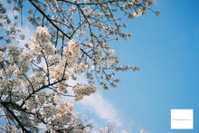 画像をギャラリービューアに読み込む, Canon EOS Kiss IIIL【完動品】