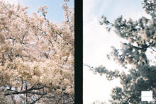 ç»åãã®ã£ã©ãªãŒãã¥ãŒã¢ã«èªã¿èŸŒã, OLYMPUS PEN EF Cherry-blossomðžãå®ååã