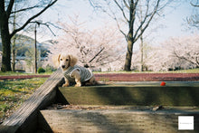 画像をギャラリービューアに読み込む, Nikon Zoom 310AF【完動品】