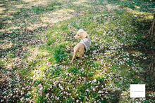 画像をギャラリービューアに読み込む, OLYMPUS SUPERZOOM160G【完動品】