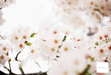 画像をギャラリービューアに読み込む, Canon EOS Kiss5【完動品】状態◎