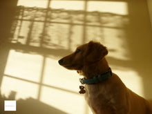 画像をギャラリービューアに読み込む, CASIO EXILIM EX-ZS150【完動品】状態◎ライムグリーン・フルセット❗️▪️オールドコンデジ▪️デジタルカメラ