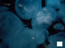 画像をギャラリービューアに読み込む, Panasonic D-snap SV-AS3【完動品】【美品❗️】【希少❗️】ブルー▪️オールドコンデジ▪️デジタルカメラ