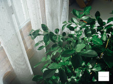 画像をギャラリービューアに読み込む, Panasonic Lumix DMC-FP1GR【希少❗️】【完動品】▪️オールドコンデジ▪️デジタルカメラ