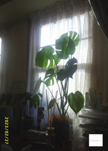 画像をギャラリービューアに読み込む, ニッセン NHJ Camera【希少❗️】【完動品】▪️オールドコンデジ▪️トイデジタルカメラ