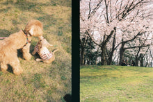 画像をギャラリービューアに読み込む, OLYMPUS PEN-EE【完動品】