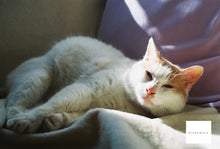 画像をギャラリービューアに読み込む, Canon New F-1 アイレベルファインダー ＆ New FD 50mm F1.4 セット + 純正ストラップ付き
