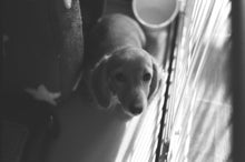 画像をギャラリービューアに読み込む, Foma Ortho 400(35mmフィルム)モノクロ 36枚撮り【海外フィルム✈️】1本売り

