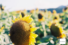 画像をギャラリービューアに読み込む, Minolta Hi-Matic 7s【完動品】クリスマス限定デザイン🎄サンタの夜を写す特別モデル✨
