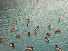 画像をギャラリービューアに読み込む, PENTAX Optio E80｜レトロ質感が楽しめるオールドコンデジ📸✨【完動品/美品】
