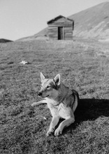 Load image into Gallery viewer, Foma Ortho 400(35mmフィルム)モノクロ 36枚撮り【海外フィルム✈️】1本売り
