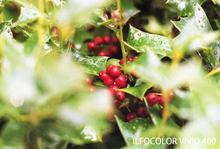 画像をギャラリービューアに読み込む, ILFORD ILFOCOLOR 400 PLUS / VIVID 400｜選べる2タイプ✨ 海外カラーネガフィルム 35mm・36枚撮り【期限内】1本売り
