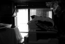 Load image into Gallery viewer, Leica D-LUX3【完動品/希少✨】美品｜革張りカスタム仕様｜CCDセンサー搭載オールドコンデジ
