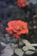 Load image into Gallery viewer, CINEMOT Santa Cruz 200【35mmカラーネガフィルム】36枚撮り/1本売り□クラシックシネマのような深みある色彩
