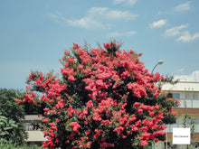 画像をギャラリービューアに読み込む, SONY DSC-WX100 ブラウン🤎【完動品】1890万画素｜軽量コンパクトオールドコンデジ✨
