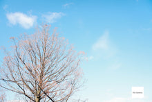 Load image into Gallery viewer, FUJIFILM FinePix JX700 ✨未使用❗️CCDオールドコンデジ📸【完動品】
