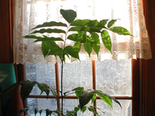 画像をギャラリービューアに読み込む, Nikon Coolpix 990【完動品】スイバル式CCDオールドコンデジ📸｜CFカード＆カードリーダー付
