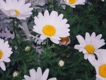 Load image into Gallery viewer, PENTAX OPTIO W80 【300台限定❗️】ハニーイエロー🍯🐝【完動品】【激レア❗️】防水デジタルカメラ☔️▪️オールドコンデジ
