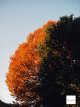 Load image into Gallery viewer, 📸 PENTAX Optio W10【完動品】人気の防水仕様🏄🌊｜CCDオールドコンデジ✨
