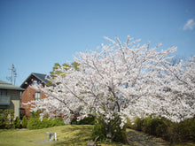 Load image into Gallery viewer, PENTAX Optio E40【完動品】単三電池&amp;SDカード対応🔋海外で人気のエモい写りのオールドコンデジ🕺✨
