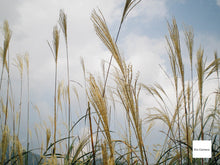 画像をギャラリービューアに読み込む, PENTAX Optio E40【完動品】国内で人気のエモい写りのオールドコンデジ🕺✨
