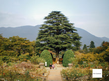 画像をギャラリービューアに読み込む, PENTAX Optio E40【完動品】国内で人気のエモい写りのオールドコンデジ🕺✨
