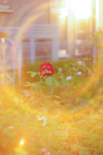 画像をギャラリービューアに読み込む, HELIOS-44M-2 58mm F2【完動品✨】▪️オールドレンズ▪️ぐるぐるボケ🌀 M42マウントレンズ
