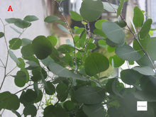 Load image into Gallery viewer, 🎍オールドコンデジ福袋 2026🎍  届いてすぐ使える全部入りセット｜選べる2セット【1/3限定】
