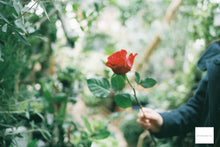 Load image into Gallery viewer, ✨完動品✨ Canon AL-1 単四電池対応 📸 明るい50mm F1.8レンズ付き 🌟 ピント合わせランプ機能付

