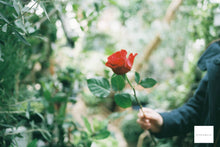 Load image into Gallery viewer, Canon New F-1 アイレベル &amp; FD 50mm F1.4 S.S.C.【完動品/超希少美品✨】▪️実写済み▪️Canon最高峰フィルム一眼
