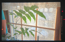 画像をギャラリービューアに読み込む, Minolta X-700 ブラックボディ❗️明るい広角レンズ付き✨【完動品】
