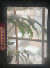 画像をギャラリービューアに読み込む, OLYMPUS PEN FT｜軽量＆コンパクト✨ ハーフサイズで楽しむ一眼レフフィルムカメラ【完動品】
