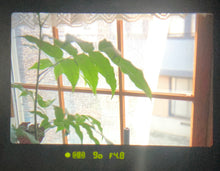 画像をギャラリービューアに読み込む, Nikon U｜28–80mmレンズ付き✨ 軽量＆全自動で失敗しにくい一眼レフフィルムカメラ【完動品】
