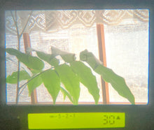 画像をギャラリービューアに読み込む, CONTAX G1｜唯一無二のAFレンジファインダー✨ 90mmF2.8レンズ付き【完動品／実写済】
