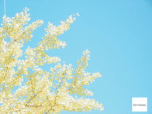 Load image into Gallery viewer, Panasonic LUMIX DMC-SZ10 ブラック🖤高画質CCD/オールドコンデジ【完動品】
